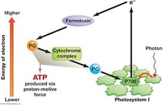 photosynthesis light reaction cyclic